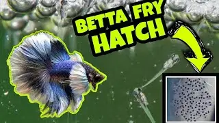 FINALY BETTA FRY HATCH | BETTA FRY CARE | BETTA FISH BREEDING | GUPPY FISH BREEDING | GOLDFISH