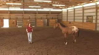 Horse Clinic Highlights | Holistic Horse Trainer Missy Wryn