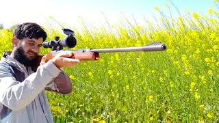 Green pegion Hariyal Hunting 2019