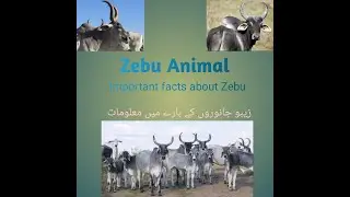 Important facts about Zebu animals | informative video | Information about animals video zebu