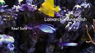 Lamarck's Angelfish Care Tips and Behavior