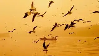 Golden Hour Harmony: Riverboat Serenade Amidst Avian Grace in 4K 🌅🚤🦢