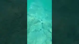 Underwater Life &ndash; Snorkeling in Ba&scaron;ka, Krk Island, Croatia
