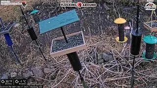 12/17/2025 - Bird Feeder Livestream from Flocking Around HQ