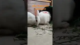 funny act of my cutie bunny #shorts#petrabbits