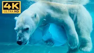 のんほいパーク ホッキョクグマ NonHoi Park | Zool&oacute;gico de Toyohashi | Jap&atilde;o