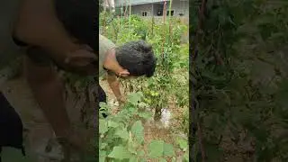 tamato farm #farming #harvesting #short