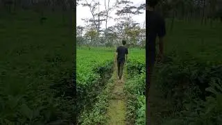 Guess the place #indonesia #tea #teafield #chai #Indonesiantea #minivlog #shortvideo #shorts #viral