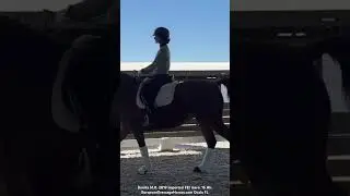 Bonita M.R. 2019 Imported FEI mare by Benicio/ Furst Romancier. 16 Hh#dressage #forsale #horses