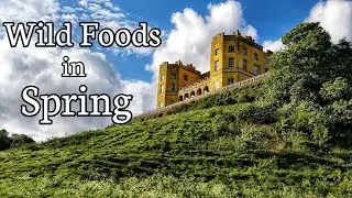 Some wild foods in Spring