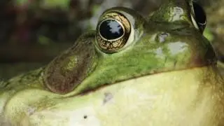 Northern Green Frogs Calling in New Jersey