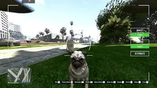 Shoot Animals Photography - Roadside Deer - Seagull - Nano Drone Pugs - Docktug MOC Madrazo Hit