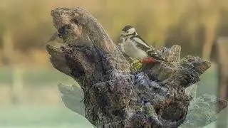 Futterstelle - Video - Fototagebuch 30.12.2025