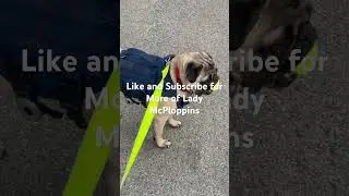 Lady McPloppins: Pug Life