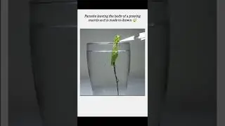 This is a well-documented parasitic behavior.#Praying Mantis #ParasiteLife #fly #physics #science
