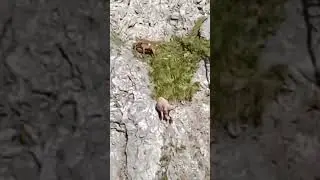 FALLS DOWN FROM CLIFF ! #shortvideos #animal #ytshorts