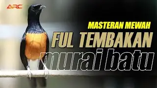 MURAI BATU GACOR FULL ISIAN TEMBAKAN DAN KRETEKAN AMPUH MENDONGKRAK EMOSI