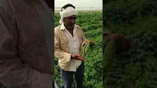 kohinoor butter guard (karela) variety indo American seeds company top results