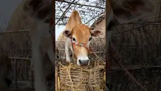 Cow Eating Straw 🐄🌾 #shorts #funnycow #cow