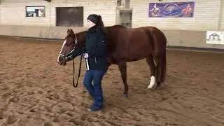 2. Showmanship Video mit Sophie & Paris