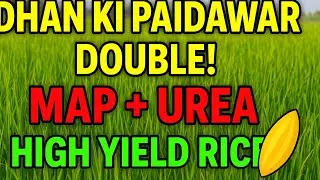 Dhan ki Fasal me MAP aur Urea ki Best Application | Paddy Fertilizer Guide