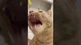 Big open mouth Cat 🐈 #catcuriosity #adorably