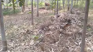 Growth of P 23 clone Eucalyptus