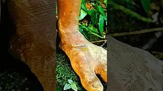 Joe Rogan Reacts to Tribal People&rsquo;s Feet 👣