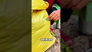 Один старый мешок = огромный урожай батата #урожай #сад #садоводство