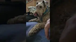 doggie 🐕 aridale thumb 👍 war! with a dog! 🐕 🦮 🐕&zwj;🦺 🐩 🐕