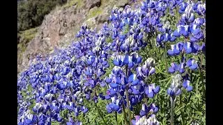 Spring Wildflowers 2019