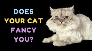 13 FASCINATING Signs Your Cat Secretly LOVES YOU