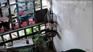 burung tekukur 2kuk