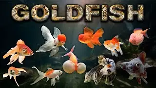 The Best Goldfish! The Good, The Strange and The Genetically Modified?!
