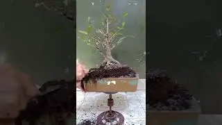 10th tanpa ground program bonsai beringin amplas putih on the rock jilid 1 ( ficus tinctoria subsp )