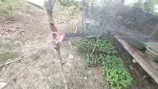 Cabe Di Plibek Pakai Daun Pisang Umur Tiga Minggu Siap Tanam