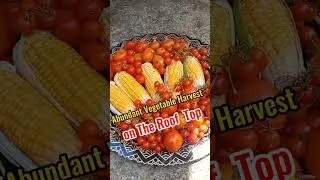 Обильный урожай овощей на крыше #шорты #изобилие #урожай