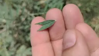 बेहतरीन लीवर (Liver tonic)के लिए औषधि शरपुंखा | Tephrosia purpureia|#shorts | Sharpunkha ke fayde