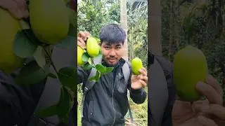 Свежий органический лимон 🍋 #короткоевидео #лимон #органическийлимон #видео #минивлог #деревенска...