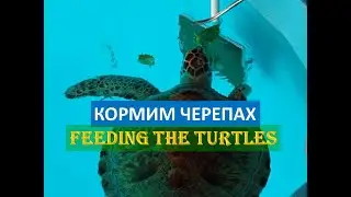 Unbelievable Turtle Transformation After One Feeding I  Кормим Черепах
