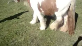 LADY IN RED walkers gypsy cob