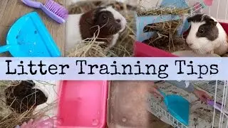 Guinea pig LITTER TRAINING TIPS! | Hamster HorsesandCats
