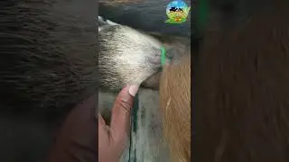 How to do Goat banding castration
