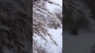 Snow wind winter nature good vibes music 🎵      #shorts