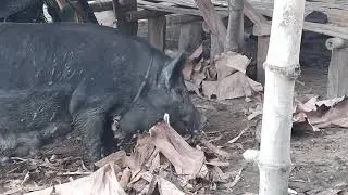 farrowing process