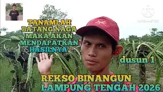 WARGA RUMBIA BERALIH PROFESI KE PERTANIAN BUAH NAGA DI DESA REKSO BINANGUN #YUDISAPUTRA97 2026