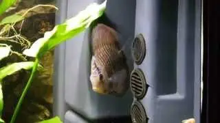 Pez Disco Turquesa Tiger