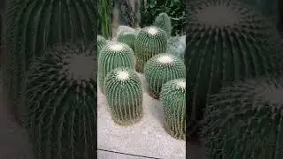 Giant Echinocactus grusonii/Kroenleinia grusonii #shorts #youtubeshorts #cactus