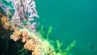The Rebel w South Florida Diving HQ 6-22-19