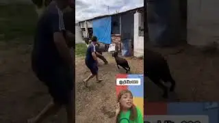 #The #angry #goat 😆🤣😆